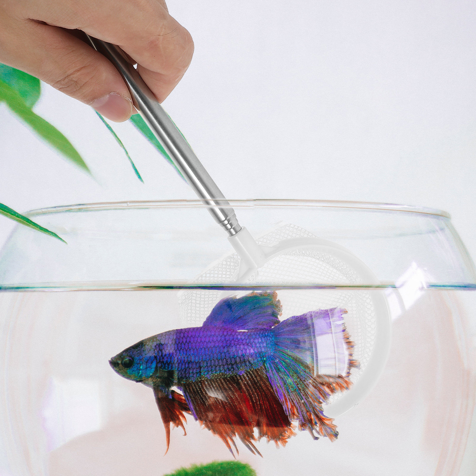 伸縮式ステンレス製魚網、水槽・池用、取り外し可能なデザイン、 - Aquarium Fish Net Small のレビューと価格