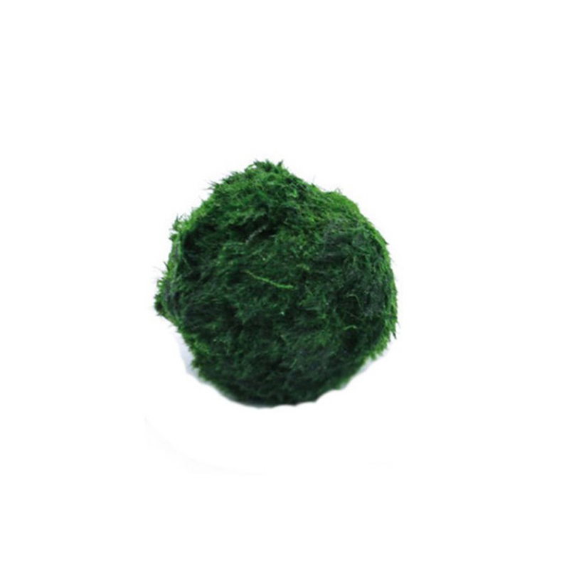 マリモモスボール 生きた水槽植物 藻類 魚 エビ 水槽飾り  - Aquarium Fish Green のレビューと価格